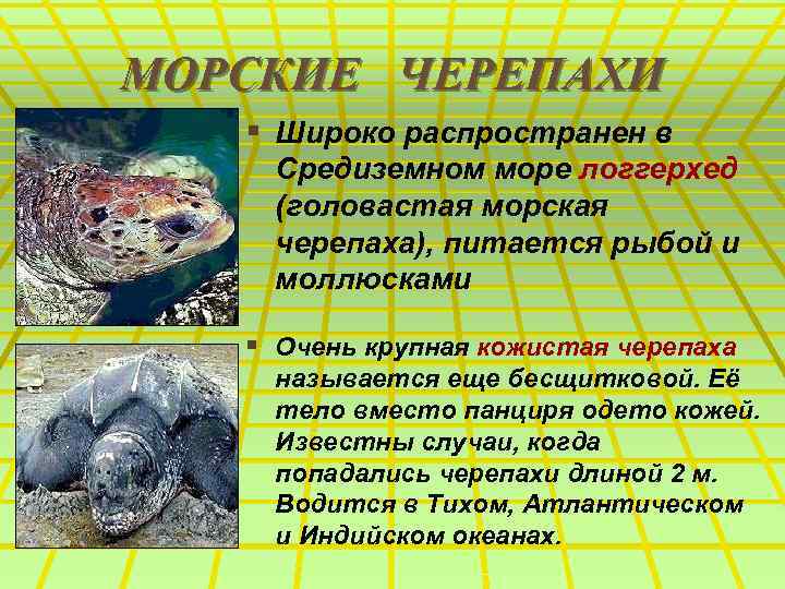 МОРСКИЕ ЧЕРЕПАХИ § Широко распространен в Средиземном море логгерхед (головастая морская черепаха), питается рыбой