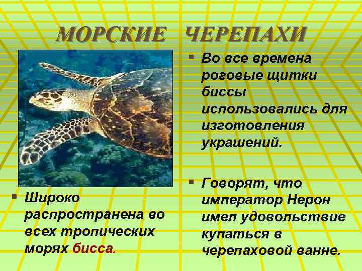 МОРСКИЕ ЧЕРЕПАХИ § Во все времена роговые щитки биссы использовались для изготовления украшений. §