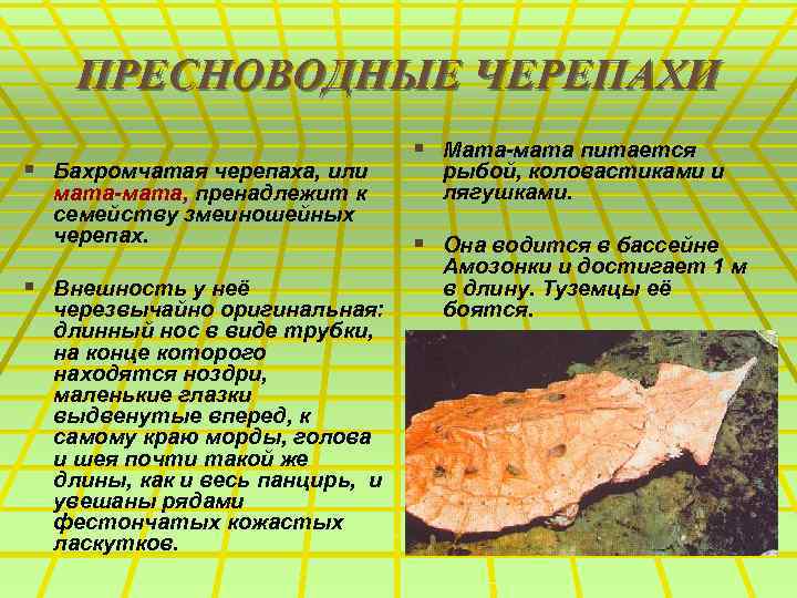 ПРЕСНОВОДНЫЕ ЧЕРЕПАХИ § Бахромчатая черепаха, или мата-мата, пренадлежит к семейству змеиношейных черепах. § Внешность