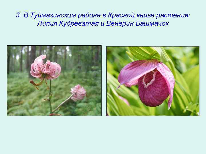 3. В Туймазинском районе в Красной книге растения: Лилия Кудреватая и Венерин Башмачок 