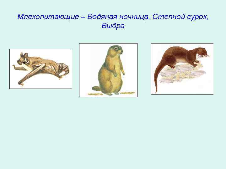 Млекопитающие – Водяная ночница, Степной сурок, Выдра 