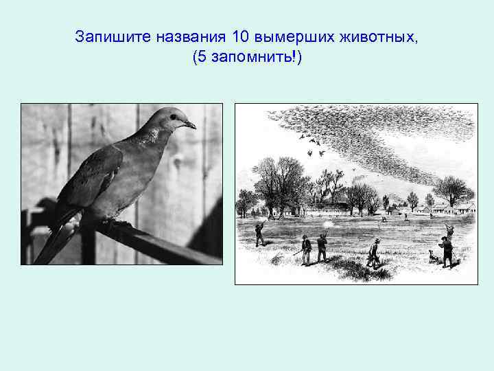 Запишите названия 10 вымерших животных, (5 запомнить!) 