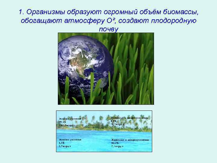 1. Организмы образуют огромный объём биомассы, обогащают атмосферу O², создают плодородную почву 