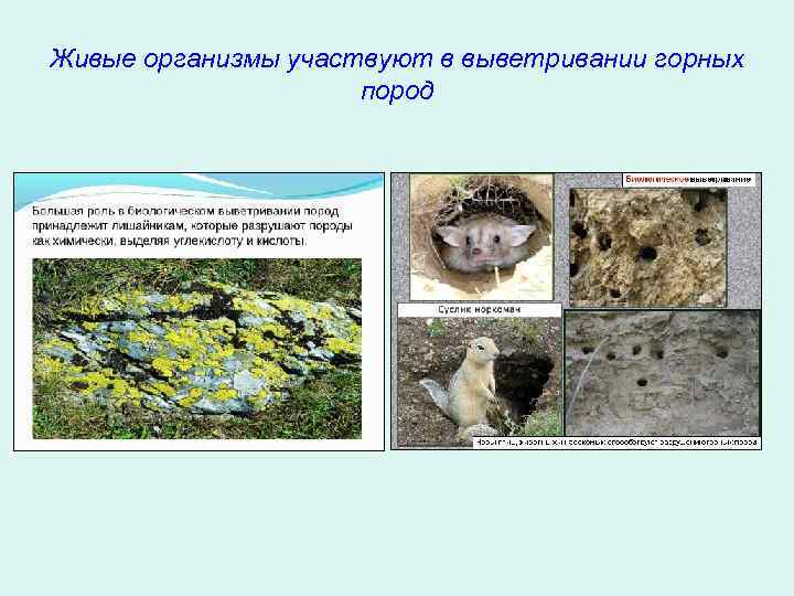 Живые организмы участвуют в выветривании горных пород 
