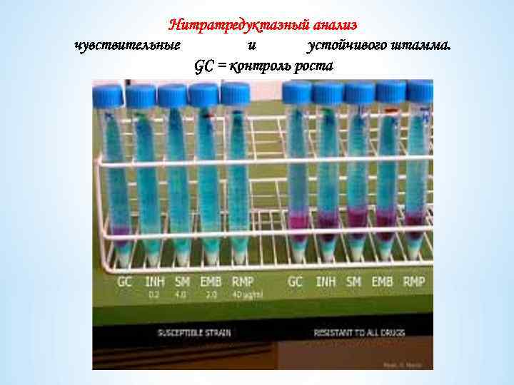 Нитратредуктазный анализ чувствительные и устойчивого штамма. GC = контроль роста 