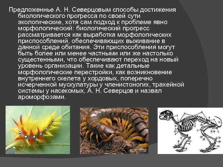 Предложеннье А. Н. Северцовым способы достижения биологического прогресса по своей сути экологические, хотя сам