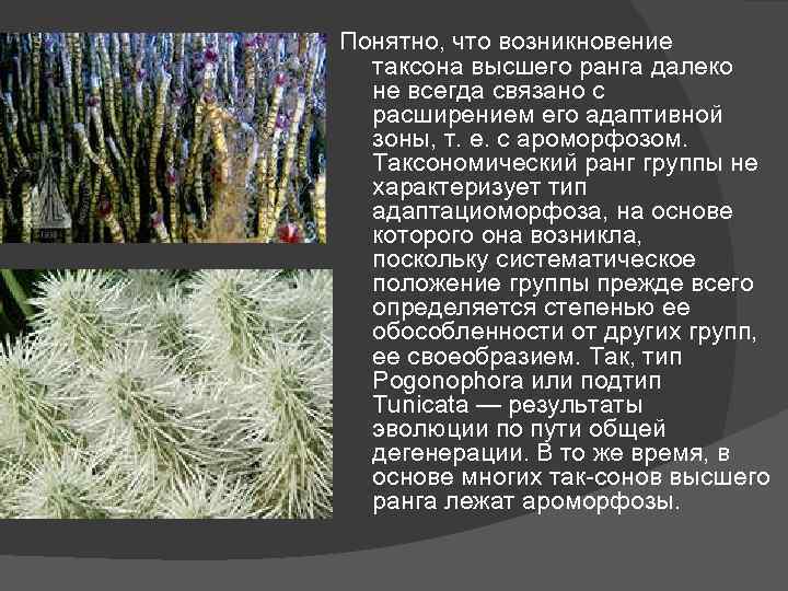 Понятно, что возникновение таксона высшего ранга далеко не всегда связано с расширением его адаптивной