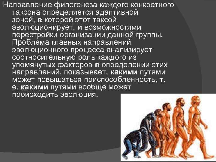 Направление филогенеза каждого конкретного таксона определяется адаптивной зоной, в которой этот таксой эволюционирует, и