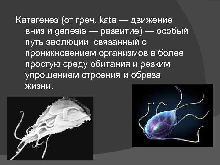 Катагенез (от греч. kata — движение вниз и genesis — развитие) — особый путь