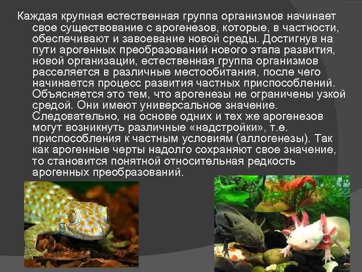 Каждая крупная естественная группа организмов начинает свое существование с арогенезов, которые, в частности, обеспечивают