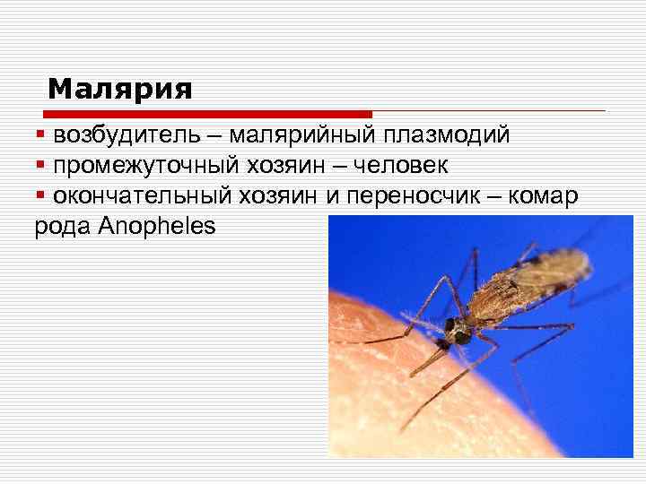 Малярия животное. Малярия возбудитель малярийный комар. Малярийный плазмодий комар. Возбудитель малярии в Комаре. Промежуточный хозяин малярийного комара.