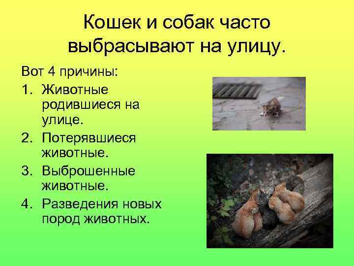 Кошек и собак часто выбрасывают на улицу. Вот 4 причины: 1. Животные родившиеся на