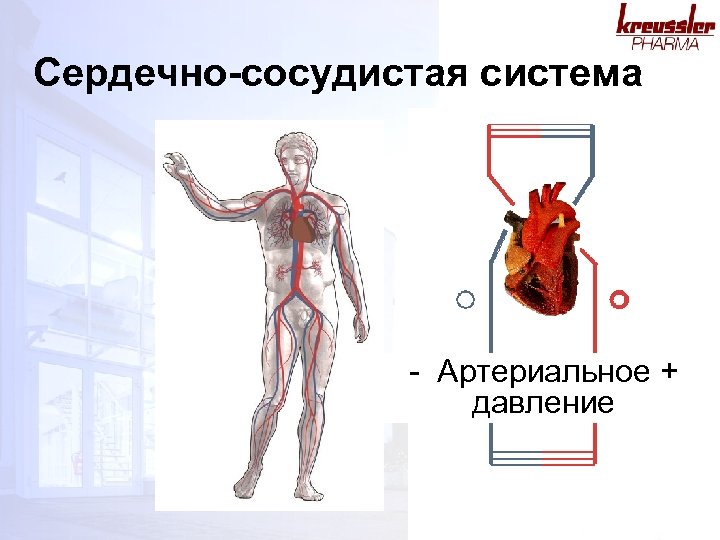 Сердечно-сосудистая система - Артериальное + давление 