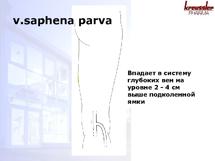 v. saphena parva VP VSP Впадает в систему глубоких вен на уровне 2 -