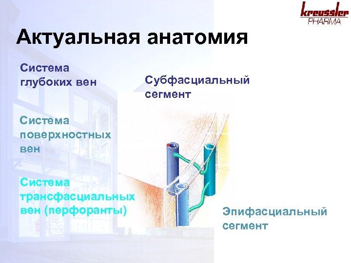 Актуальная анатомия Система глубоких вен Субфасциальный сегмент Система поверхностных вен Система трансфасциальных вен (перфоранты)