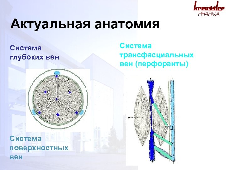 Актуальная анатомия Система глубоких вен Система поверхностных вен Система трансфасциальных вен (перфоранты) 