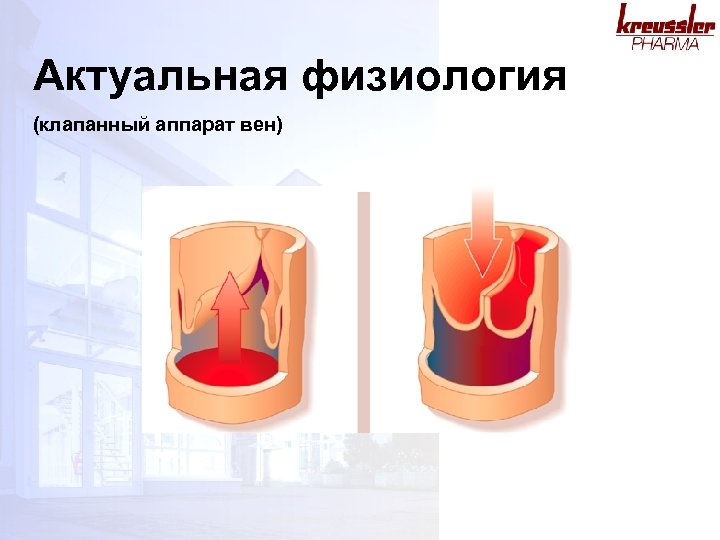 Актуальная физиология (клапанный аппарат вен) 