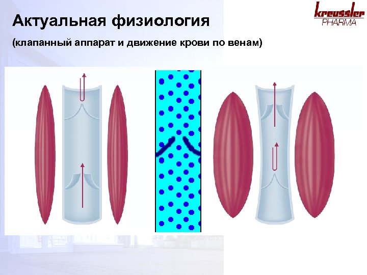 Актуальная физиология (клапанный аппарат и движение крови по венам) 
