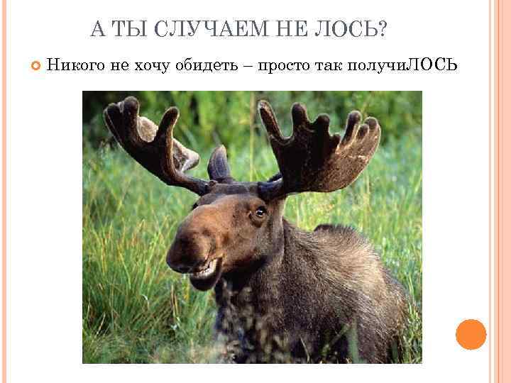 А ТЫ СЛУЧАЕМ НЕ ЛОСЬ? Никого не хочу обидеть – просто так получи. ЛОСЬ