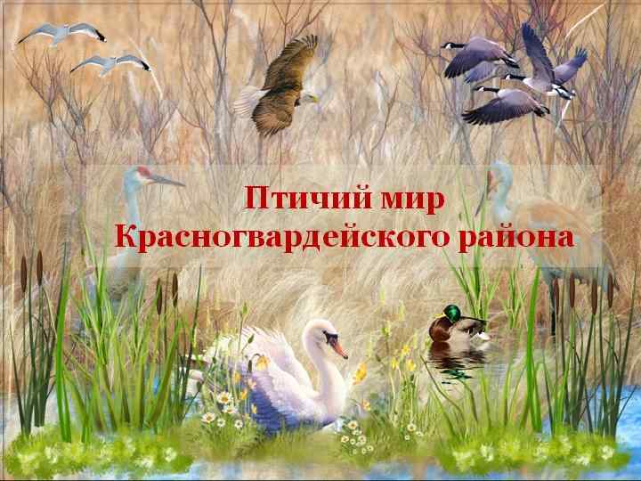 Шаблон презентации 