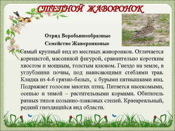 СТЕПНОЙ ЖАВОРОНОК Отряд Воробьинообразные Семейство Жаворонковые Самый крупный вид из местных жаворонков. Отличается коренастой,