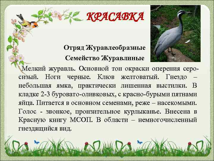 КРАСАВКА Отряд Журавлеобразные Семейство Журавлиные Мелкий журавль. Основной тон окраски оперения серосизый. Ноги черные.