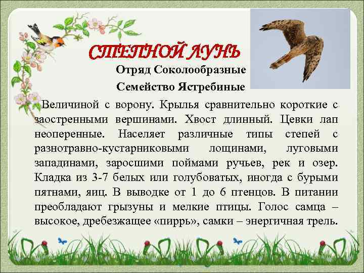 СТЕПНОЙ ЛУНЬ Отряд Соколообразные Семейство Ястребиные Величиной с ворону. Крылья сравнительно короткие с заостренными
