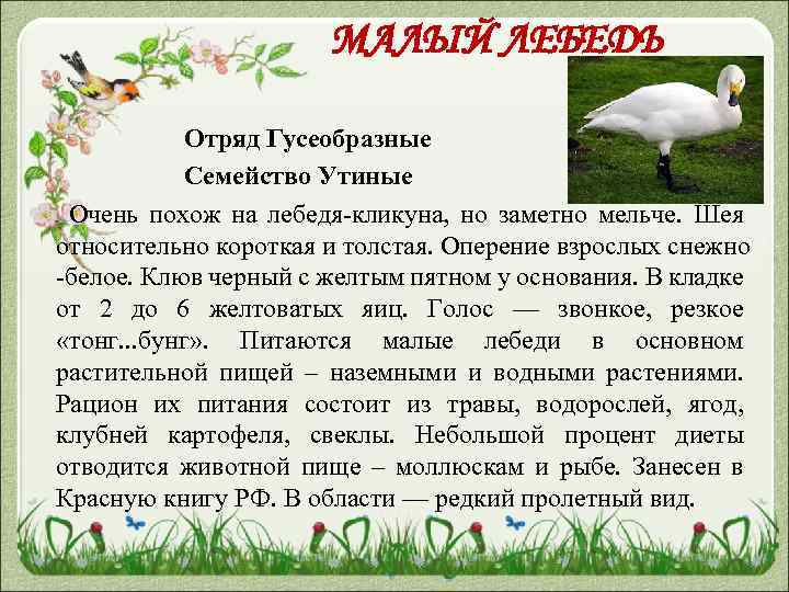 МАЛЫЙ ЛЕБЕДЬ Отряд Гусеобразные Семейство Утиные Очень похож на лебедя-кликуна, но заметно мельче. Шея