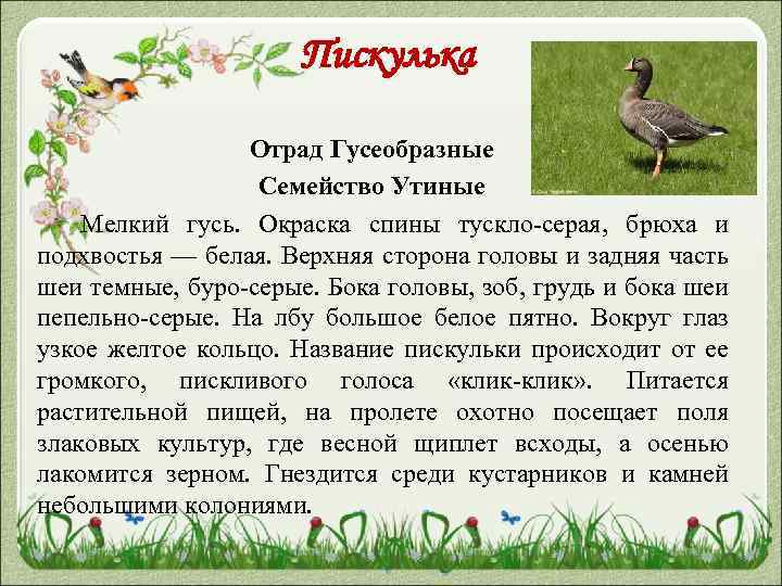 Пискулька Отрад Гусеобразные Семейство Утиные Мелкий гусь. Окраска спины тускло-серая, брюха и подхвостья —
