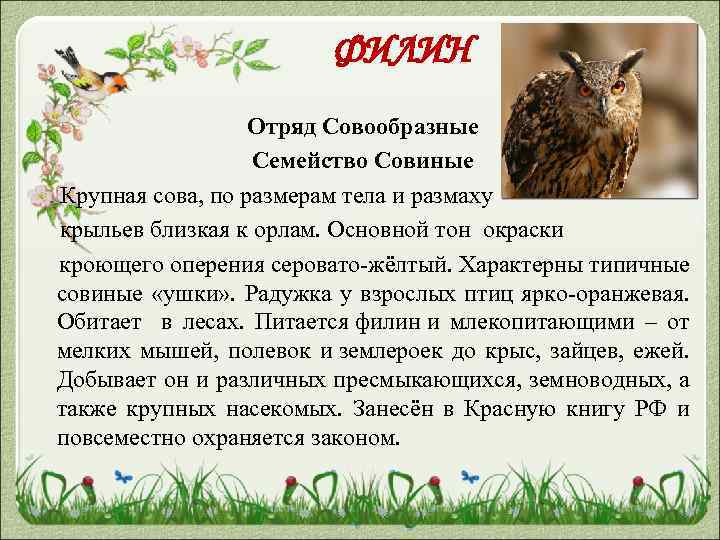 ФИЛИН Отряд Совообразные Семейство Совиные Крупная сова, по размерам тела и размаху крыльев близкая