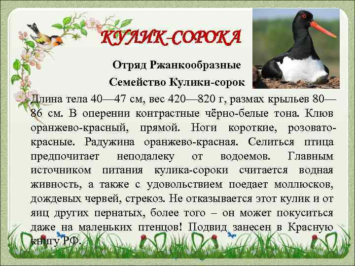 КУЛИК-СОРОКА Отряд Ржанкообразные Семейство Кулики-сорок Длина тела 40— 47 см, вес 420— 820 г,