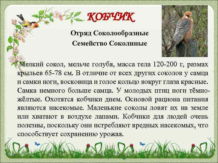 КОБЧИК Отряд Соколообразные Семейство Соколиные Мелкий сокол, мельче голубя, масса тела 120 -200 г,