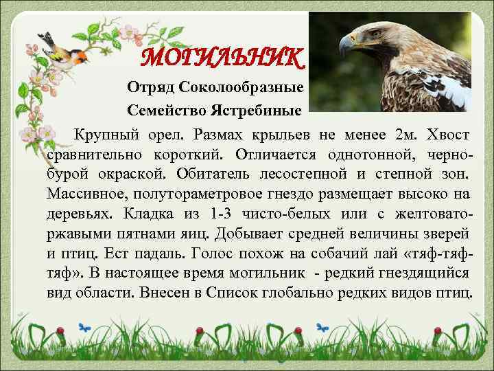 МОГИЛЬНИК Отряд Соколообразные Семейство Ястребиные Крупный орел. Размах крыльев не менее 2 м. Хвост