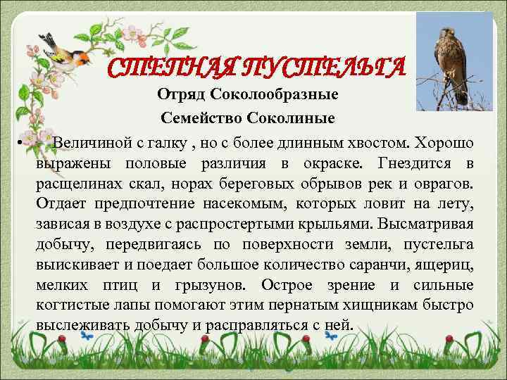 СТЕПНАЯ ПУСТЕЛЬГА Отряд Соколообразные Семейство Соколиные • Величиной с галку , но с более