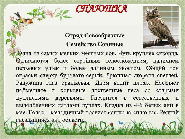 СПЛЮШКА Отряд Совообразные Семейство Совиные Одна из самых мелких местных сов. Чуть крупнее скворца.