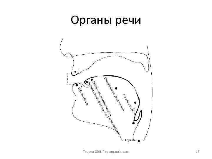 Органы речи