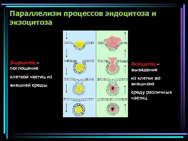Параллелизм процессов эндоцитоза и экзоцитоза Эндоцитоз – поглощение Экзоцитоз – выведение клеткой частиц из