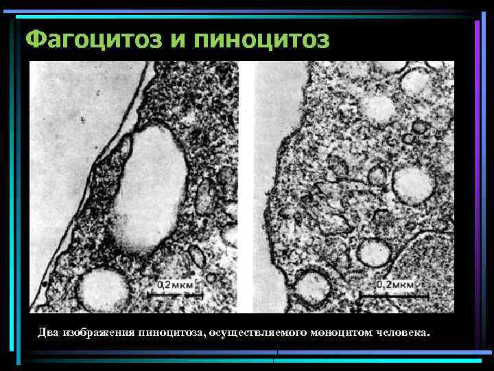 Фагоцитоз и пиноцитоз Два изображения пиноцитоза, осуществляемого моноцитом человека. 