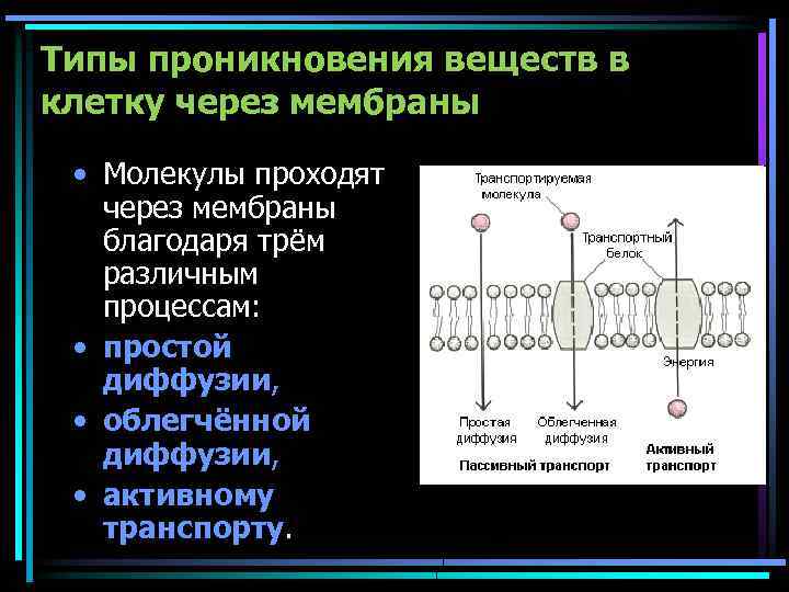 Типы проникновения веществ в клетку через мембраны • Молекулы проходят через мембраны благодаря трём