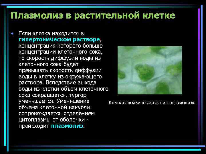 Плазмолиз в растительной клетке • Если клетка находится в гипертоническом растворе, концентрация которого больше