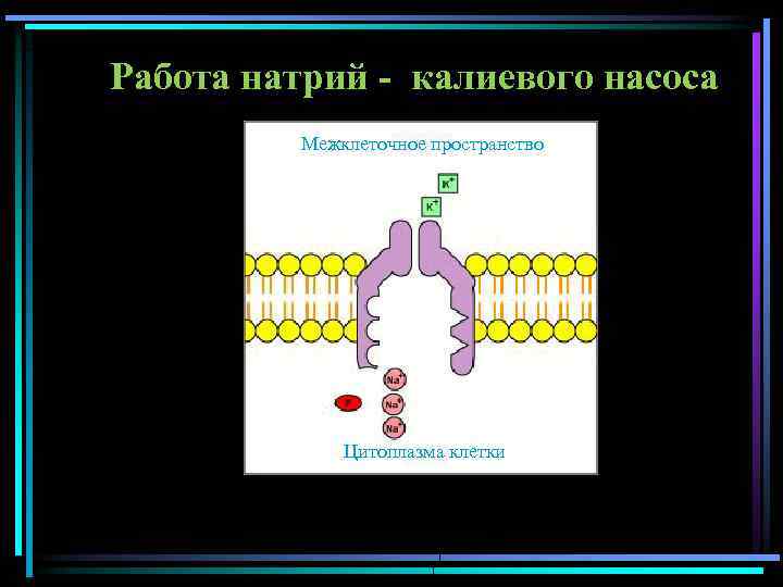 Работа натрий - калиевого насоса Межклеточное пространство Цитоплазма клетки 