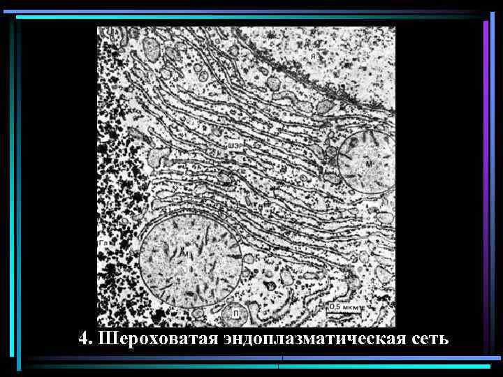 4. Шероховатая эндоплазматическая сеть 