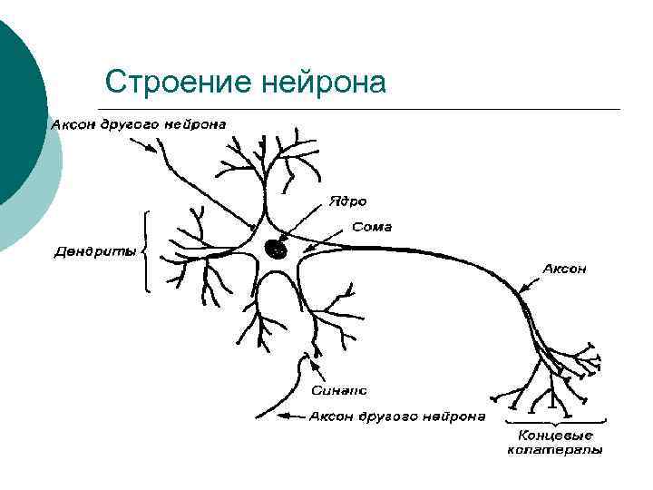 Строение нейрона 