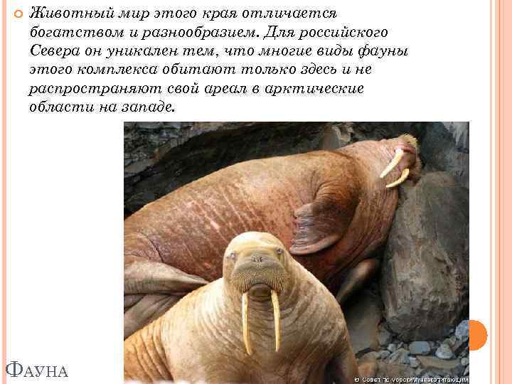  Животный мир этого края отличается богатством и разнообразием. Для российского Севера он уникален