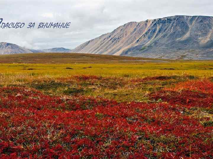 ПАСИБО ЗА ВНИМАНИЕ 