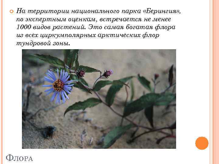  На территории национального парка «Берингия» , по экспертным оценкам, встречается не менее 1000