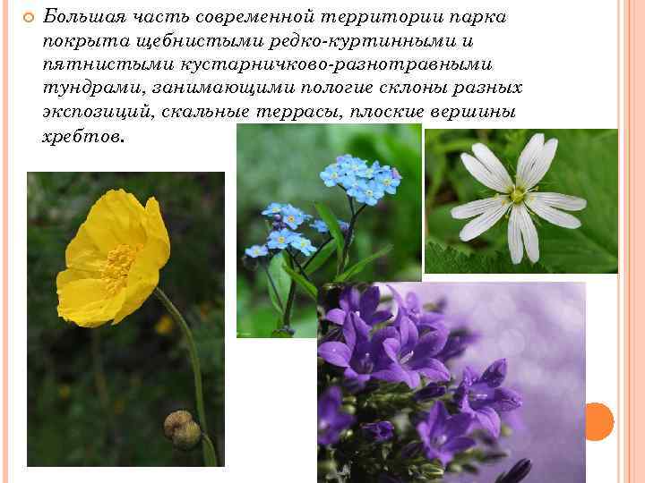  Большая часть современной территории парка покрыта щебнистыми редко-куртинными и пятнистыми кустарничково-разнотравными тундрами, занимающими