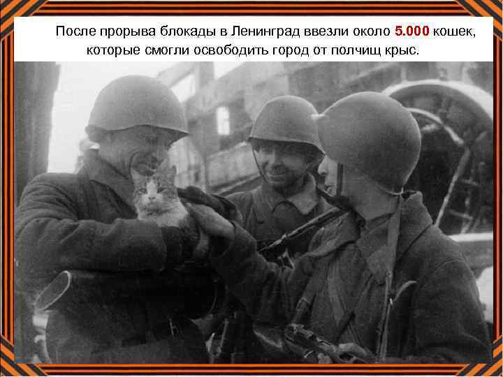 После прорыва блокады в Ленинград ввезли около 5. 000 кошек, которые смогли освободить город