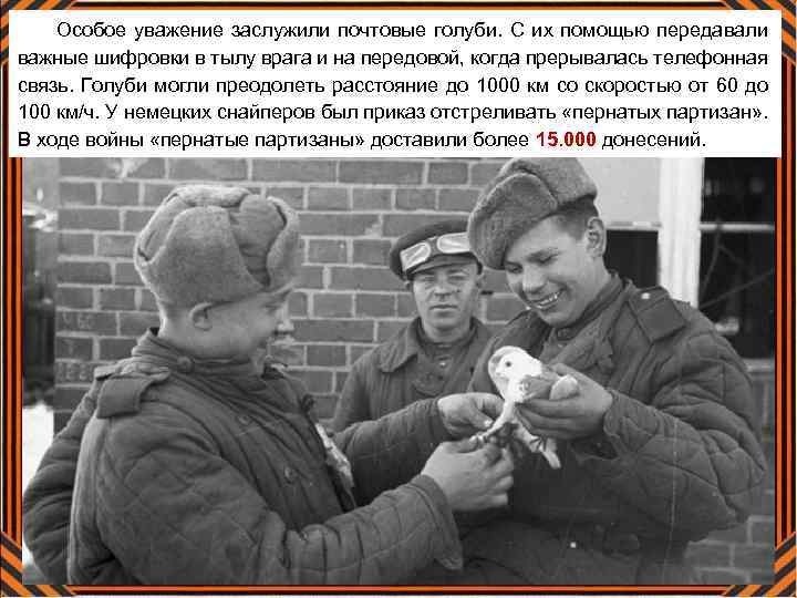 Особое уважение заслужили почтовые голуби. С их помощью передавали важные шифровки в тылу врага