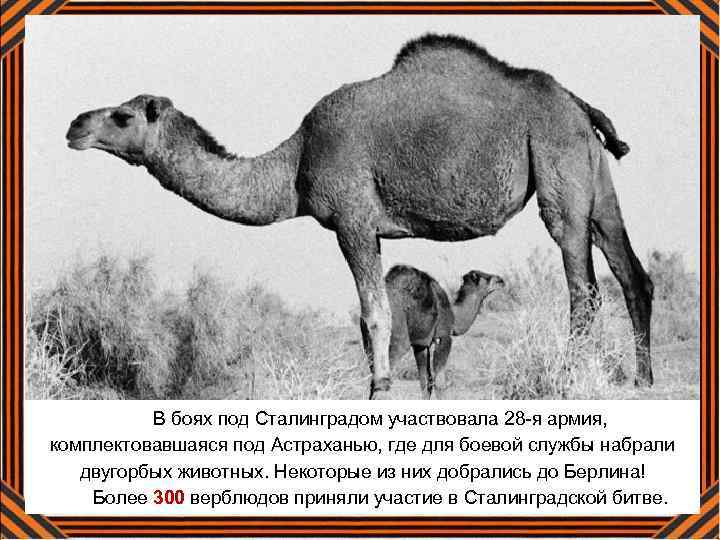 В боях под Сталинградом участвовала 28 -я армия, комплектовавшаяся под Астраханью, где для боевой